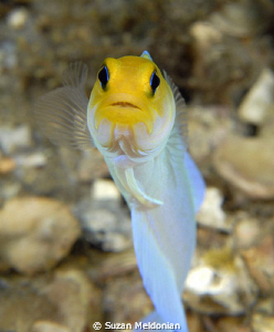 Yellowheaded Jawfish by Suzan Meldonian 